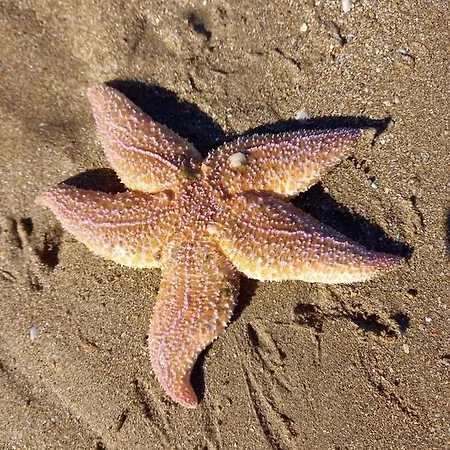 Cathy D Hotes Dives-sur-Mer