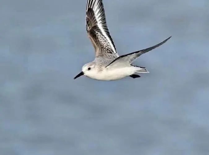 Panzió Cathy D Hotes