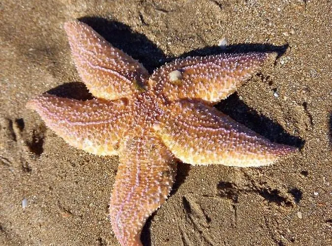 Cathy D Hotes דיבה-סור-מר